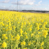 豊橋レディース鍼灸さいとう