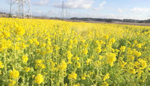 2月臨時休診のお知らせ