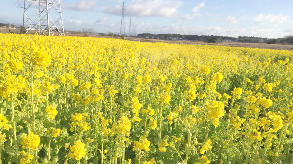 豊橋レディース鍼灸さいとう